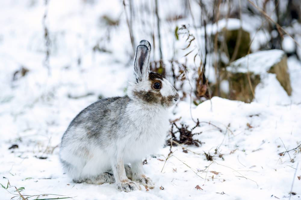 Snowshoe Hare